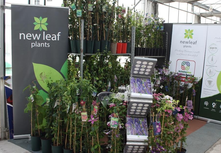 New Leaf Plants